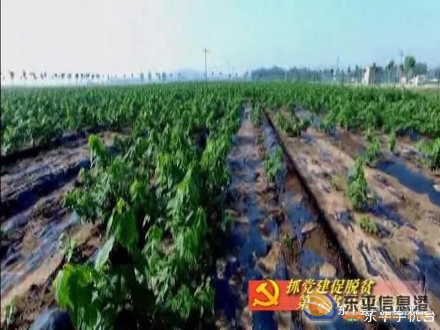 大井村的“搖錢樹”，猜猜是啥