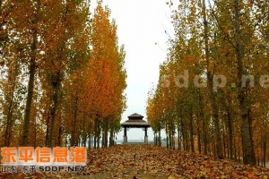 東平小城，美麗鄉(xiāng)村秋色醉！